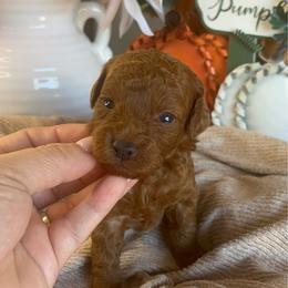 Shaggy (Green) - Apricot male Poodle puppy in Calimesa, California from Teakwood Poodles of SoCal