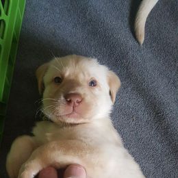Labrador Retriever Puppies from Lost River Labradors