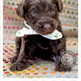 Miss Mint - Chocolate female Australian Labradoodle puppy in Wake Forest, North Carolina from Lucky Country Labradoodles