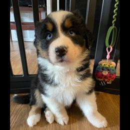 Han - Full Tail - Black tri-color male Australian Shepherd puppy in Albany, Georgia from Muckalee Lane Aussies