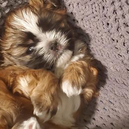 Shih Tzus from Melanie's Tiny Tibet Treasures