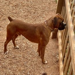 niko - Boxer