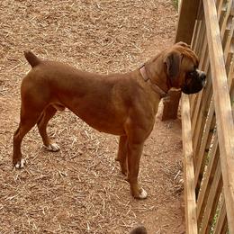 niko - Boxer