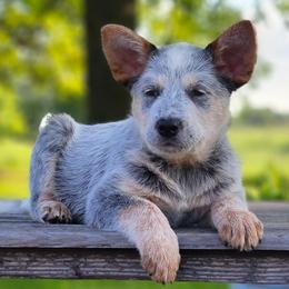 AKC Bugs - Blue male Australian Cattle Dog puppy in Chillicothe, Missouri from TLC Cattle dogs