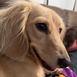 Gypsy - Dachshund