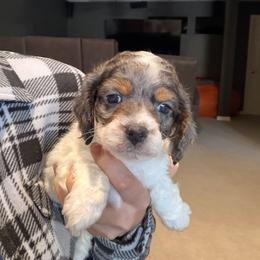 Boy 2 - Brown white and tan male Cockapoo puppy in Joplin, Missouri from Double J Cockapoos