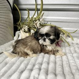 AKC Daisy - Red and white female Shih Tzu puppy in Elgin, South Carolina from Silver Bells Paw Prints