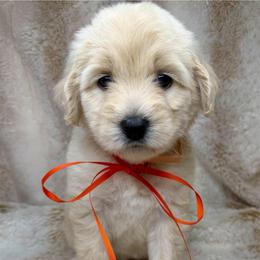 Halo - Cream female Australian Labradoodle puppy in Upland, California from Kings Labradoodles