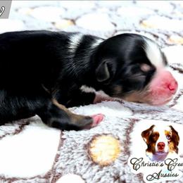 Penny - Black tri female Miniature Australian Shepherd puppy in Punta Gorda, Florida from Christie's Creekside Aussies