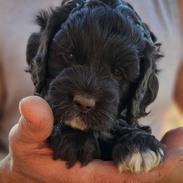 Assorted Doodle Crosses, Aussiedoodles, and Cockapoos from Phamily Doodles