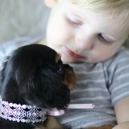 Cavalier King Charles Spaniel Puppies from Applewood Cavaliers