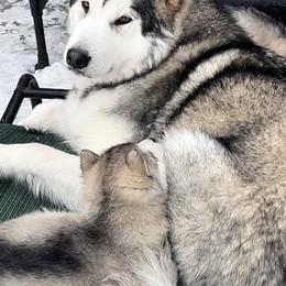Alaskan Malamute Puppies from Sno-Ridge Alaskan Malamutes est 1972