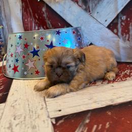 Freddie - Red male Shih Tzu puppy in Success, Missouri from Sweet Success
