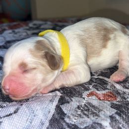 Honor - Blenheim female Cavapoo puppy in Redding, California from Lipscomb Doodles