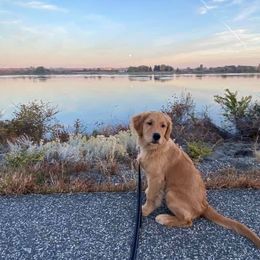 Golden Retrievers from SwanSun Golden Retrievers