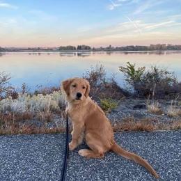 Golden Retrievers from SwanSun Golden Retrievers