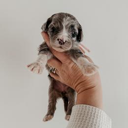 Dottie the Runt. - Blue merle female Sheepadoodle puppy in Wabash, Indiana from DOODCompany