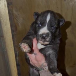 Boy 1 - Agouti and white male Siberian Husky puppy in Iron River, Wisconsin from Wiemeri Siberians