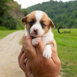 Cassi - Red female Pembroke Welsh Corgi puppy in Manchester, Kentucky from Riverside Corgis