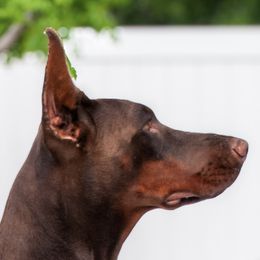 Scarlett - Doberman Pinscher