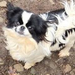 Cindy - Japanese Chin