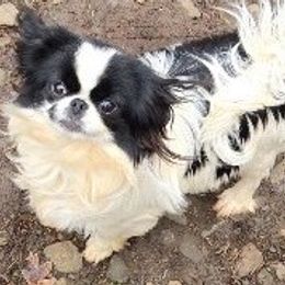 Cindy - Japanese Chin