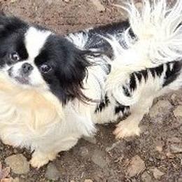 Cindy - Japanese Chin