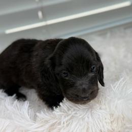 Paxton - Black male Dachshund puppy in Goodyear, Arizona from D&C Royal Dachshunds LLC
