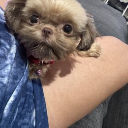 Shih Tzu Puppies from It’s a Shih Tzu world