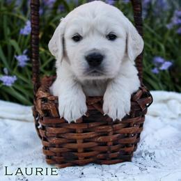Laurie - Light golden male Golden Retriever puppy in Scio, Oregon from Webb's Wold Kennels