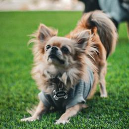 Moxie - Chihuahua