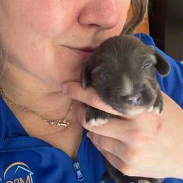 Eros Boy 1 AKC - Gray (blue) male Dachshund puppy in Erie, Michigan from Champagne’s Grinch Toe’d Dachshunds