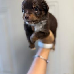 Ambrosia - Red tri female Miniature Australian Shepherd puppy in Clarkesville, Georgia from North Georgia Gems