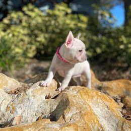 French Bulldog Puppies from Creekside