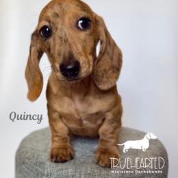 Quincy - Dapple female Dachshund puppy in Royse City, Texas from Truehearted Miniature Dachshunds