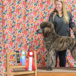 Poodles from Fernweh Standard Poodles