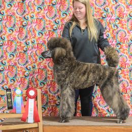 Poodles from Fernweh Standard Poodles