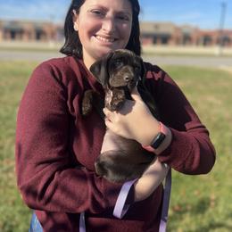German Shorthaired Pointer and Wirehaired Pointing Griffon Puppies from County Line Pointers