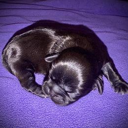 Black Male 3 - Black male Shih Tzu puppy in North Central Oregon, Oregon from T-Amore Shih Tzu