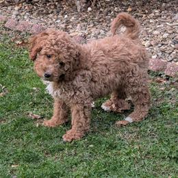 Valentine - Red female Cavapoo puppy in Coshocton, Ohio from Forever Family Puppies