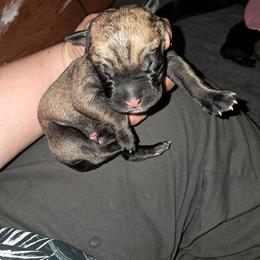 Boy 3 - Fawn male Cane Corso puppy in Clarksburg, West Virginia from West By God Virginia Cane Corso