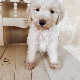 Hazel - Goldendoodle puppy from Nolie Doodles
