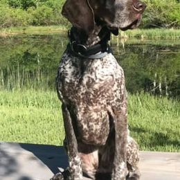 German Shorthaired Pointers from Lakota Hills GSP