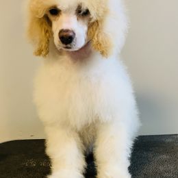 Cricket - Poodle