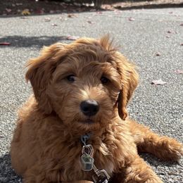 Goldendoodle Puppies from Ankeny Doodles