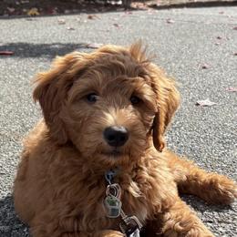 Goldendoodle Puppies from Ankeny Doodles