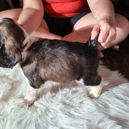 English Springer Spaniel Puppies from Savannah River Springers
