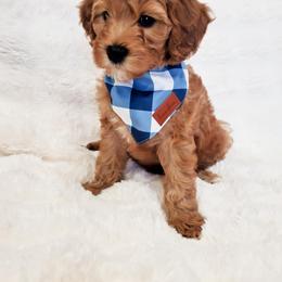 Tiger - Red  male Goldendoodle puppy in Pleasant Grove, Utah from Goldendoodles of Utah County