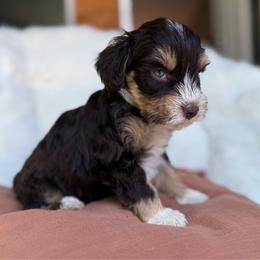 Rogue - Liver female Miniature Schnauzer puppy in La Mirada, California from SchnauzersRus