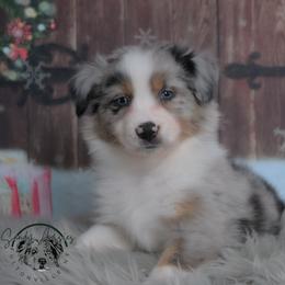Zaylie - Blue merle female Australian Shepherd puppy in Fultonville, New York from Sandy Aussies & Pomeranians